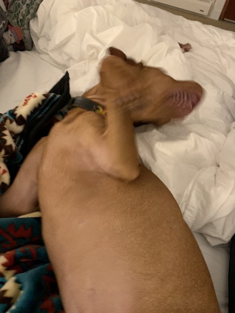 Comfy pup on cozy bedding