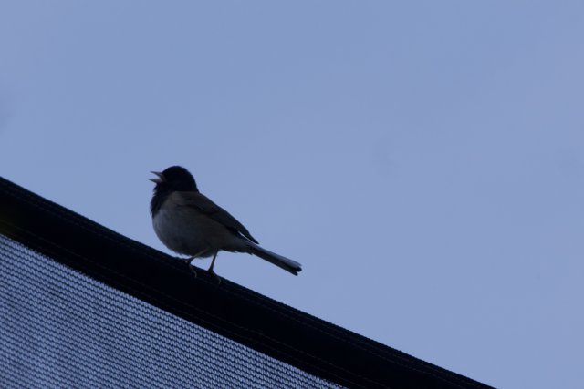 Songbird on a Wire