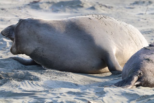 Elephant Seals Resting on Sandy Beach at Drake's Bay