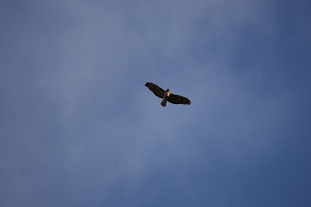 Majestic Hawk Soaring the Clear Sky