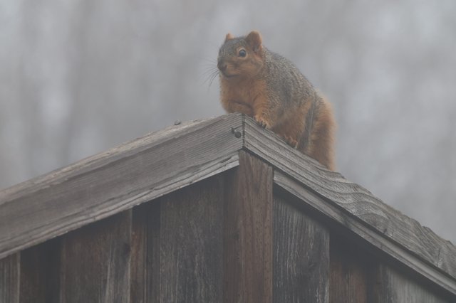 Fox Squirrel Perched on Wooden Birdhouse in Fog