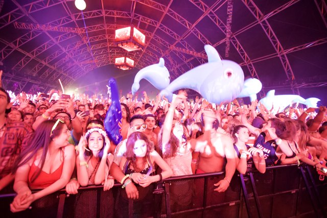 Up Close and Personal: A Dolphin Joins the Crowd at Coachella
