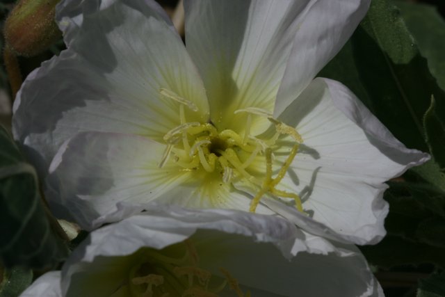 White Lily Blossom with Yellow Stamens