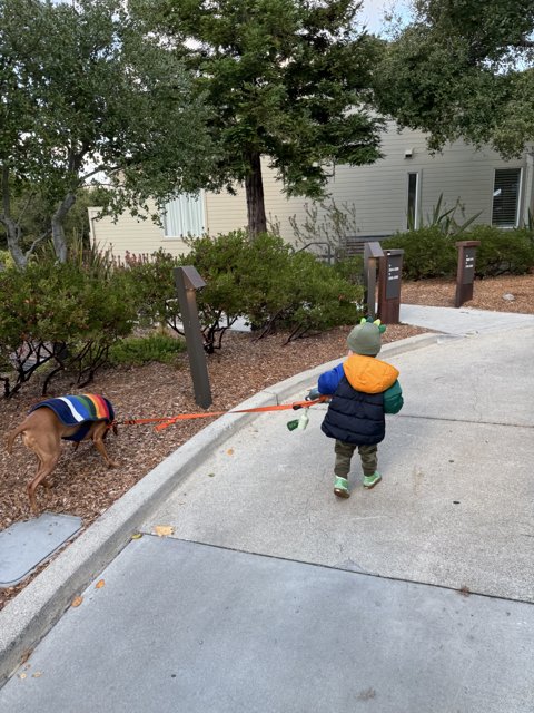 Autumn Stroll in Carmel