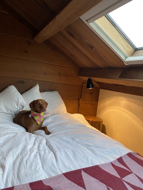 Snoozing in the Skylight Bedroom