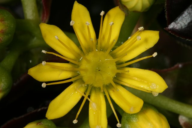 Vibrant Yellow Flower Bursting with Pollen