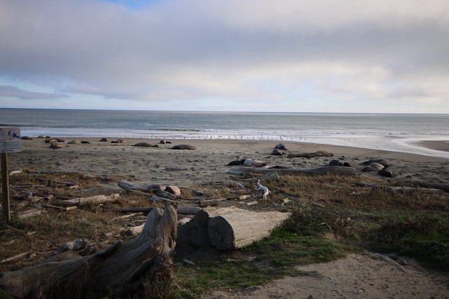 Elephant Seals Resting on Drakes Beach at Dusk