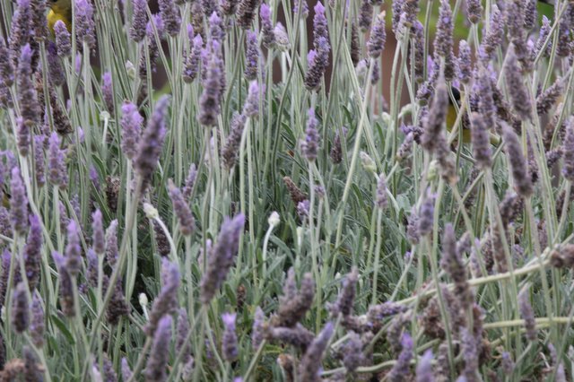 Lavender Field in Soft Focus Bloom
