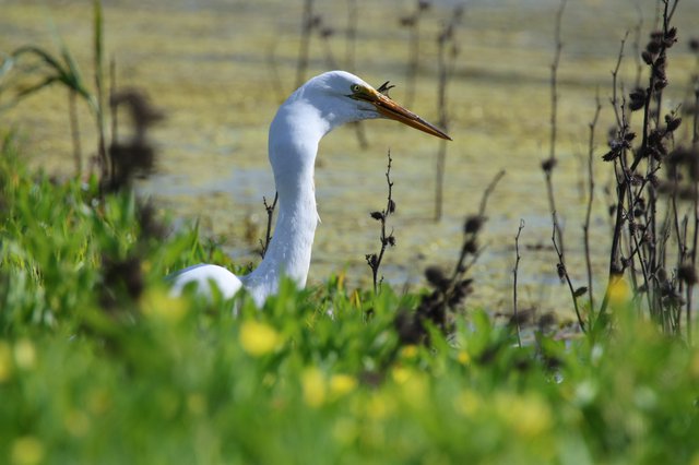 Great Egret at Yolo Bypass Wetlands Waterside