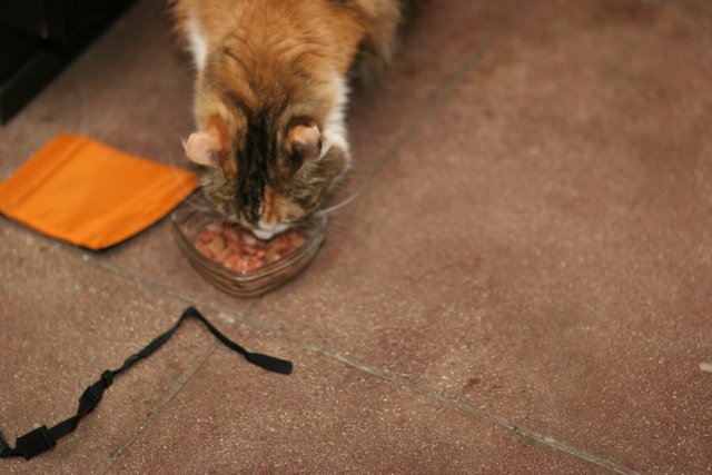 Feline Feast on Hardwood Flooring