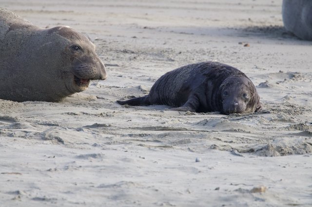 Mother Elephant Seal and Pup Resting on Sandy Beach