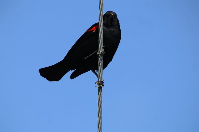 Red-Winged Blackbird Perched on Wire Against Clear Sky