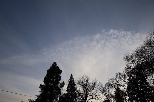 Twilight Sky with Wispy Clouds Above Winter Trees
