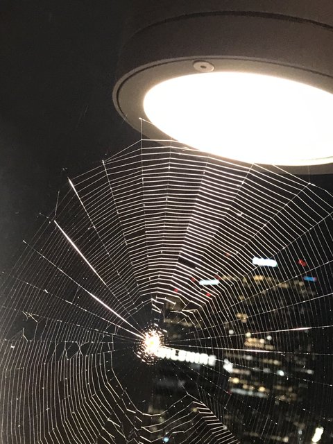 Illuminated Spider Web