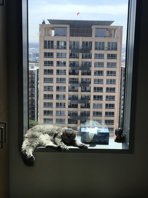 City Cat Watcher
