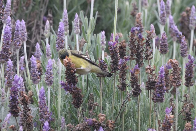 Yellow Bird Perched Among Purple Lavender Blooms