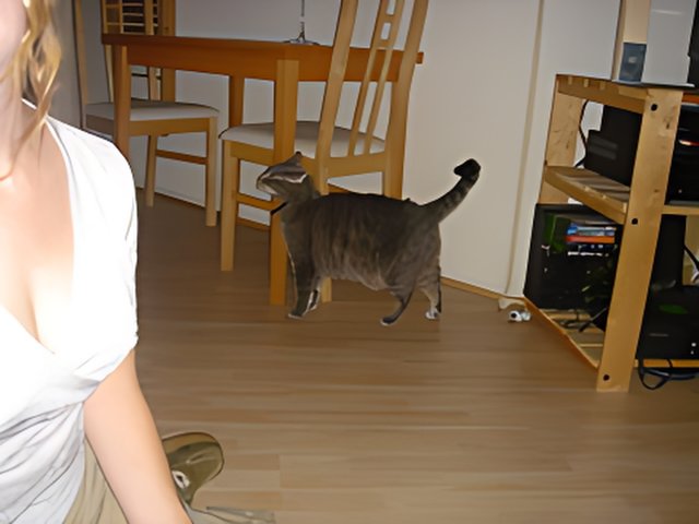 Woman and Cat on Hardwood Flooring