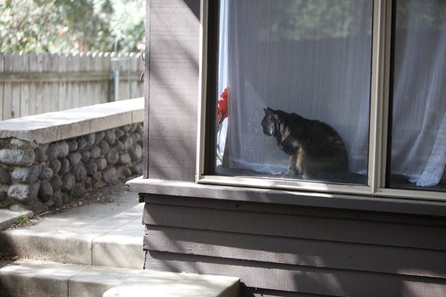 Curious Canine in the Window