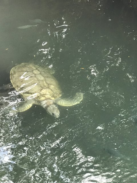 Sea Turtle in Cancún