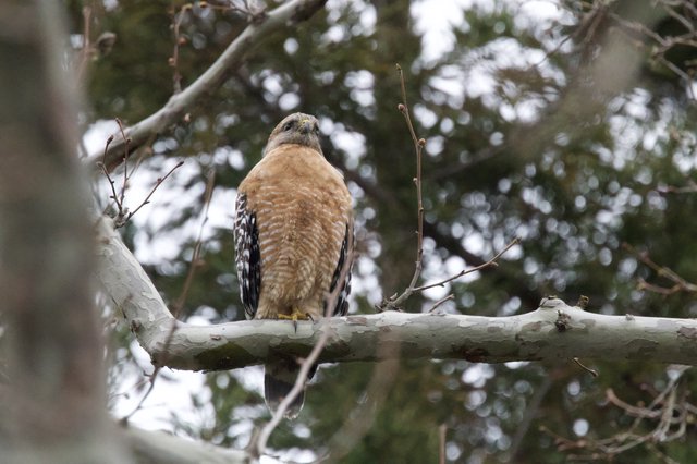Red-Shouldered Hawk Perched on Winter Branch