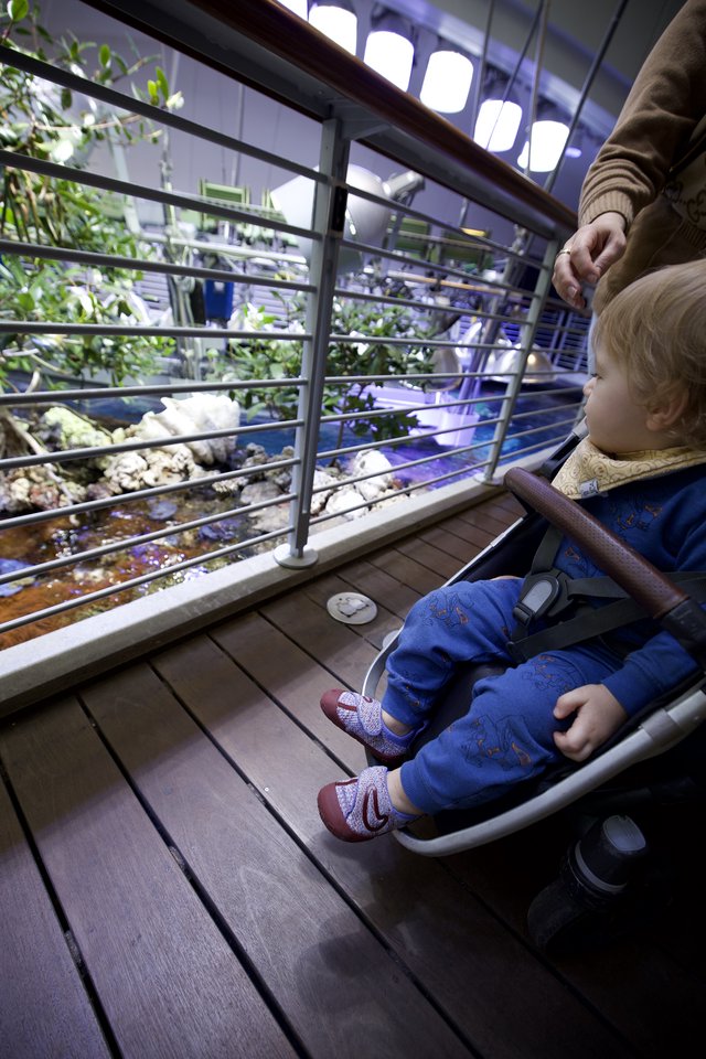 Toddler Observing Aquarium Exhibit in Stroller