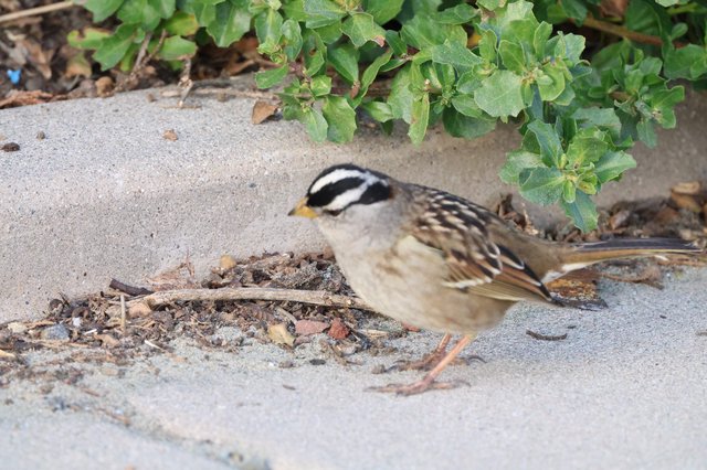 White-crowned Sparrow Foraging Among Coastal Vegetation