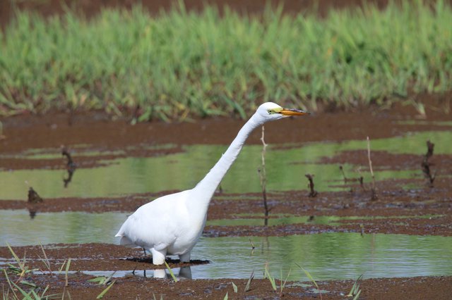Great Egret Wading in Shallow Wetland Waters