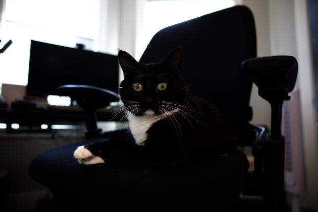The Sophisticated Feline Office Assistant