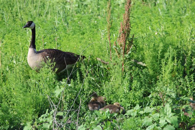 Canada Goose with Goslings in Lush Wetland Vegetation
