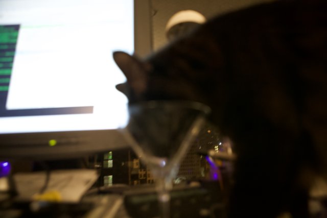Curious Cat and Wine Glass