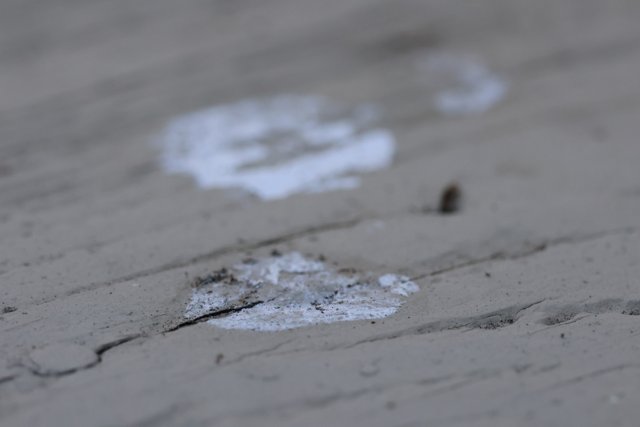 Traces of Nature