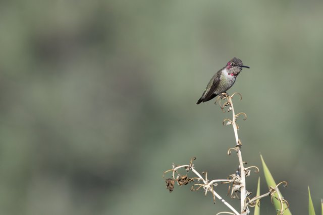 El Serene Charm: The Radiant Hummingbird