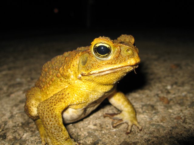 Goggle-Eyed Frog-Toad