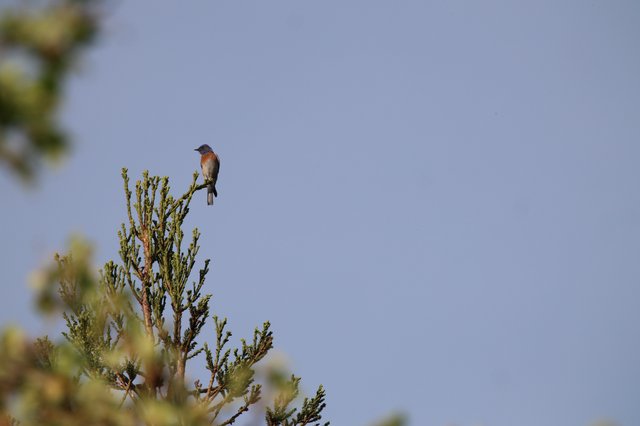 Western Bluebird Perched on Evergreen Treetop at Dusk