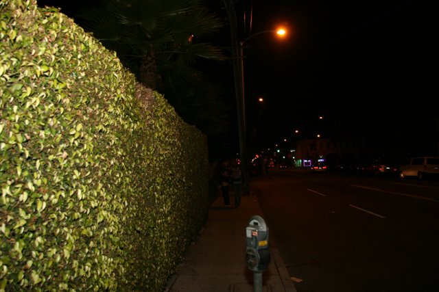 Hedge-Covered Wall in the Night Sky