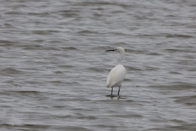 Elegance in the Wetlands