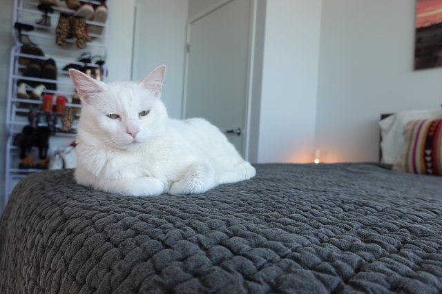 White Cat Relaxing on Gray Quilted Bedding