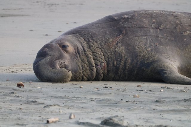 Elephant Seal Resting on Sandy Beach at Drakes Beach
