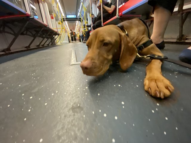 Subway Pup