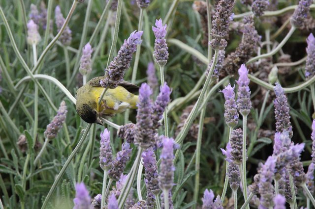 Yellow Bird Feeding on Lavender Flowers