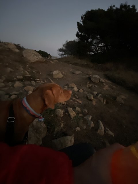 A Pooch's Rocky View