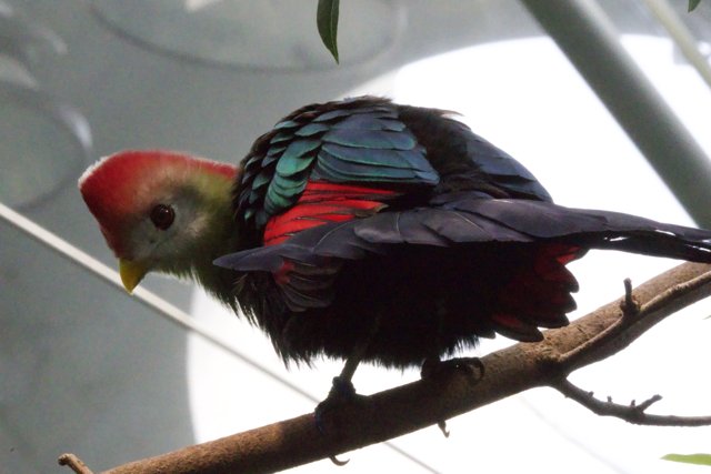 Perched Elegance: A Colorful Encounter