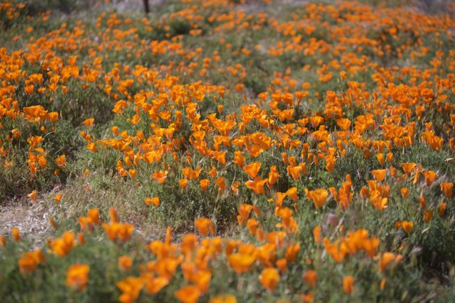 Fields of Gold: California Poppies in Bloom