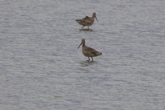 Tranquil Waders