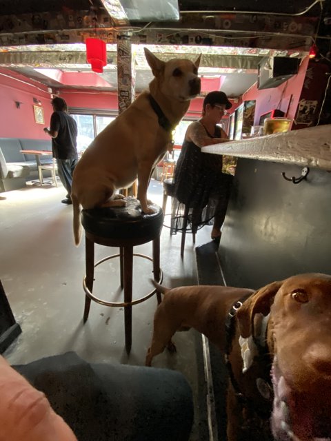 Canine Companions at the Bar