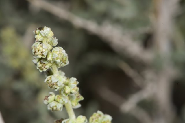 Desert Plant Blossoms