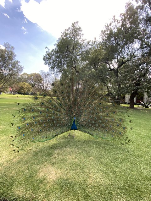 Majestic Peacock Spreading its Tail in Xochimilco