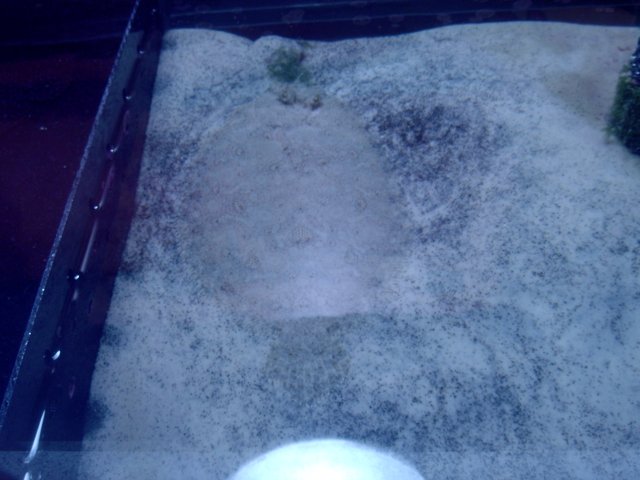 Rock in a Sand Tank