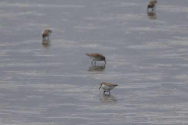 A Tranquil Gathering