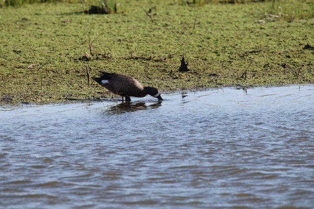 Blue-winged Teal Foraging in Shallow Wetland Waters